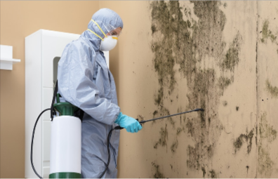 Mold Removal in Kitchener